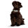 Hunter Halsband Convenience Reflect Glow 60/L Kunststoff, weiß fluores., refl.Leo Muster