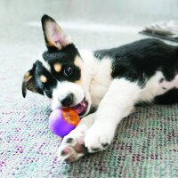 KONG Squeezz Action Ball L , rot, 2 stck