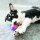 KONG Squeezz Action Ball L , rot, 2 stck