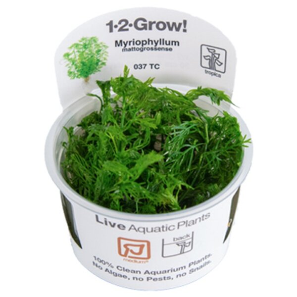 Myriophyllum mattogrossense (1-2-Grow!)