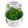 Myriophyllum mattogrossense (1-2-Grow!)