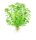 Myriophyllum mattogrossense (1-2-Grow!)