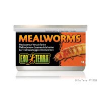 Exo Terra Mealworms, Mehlwürmer, 34g