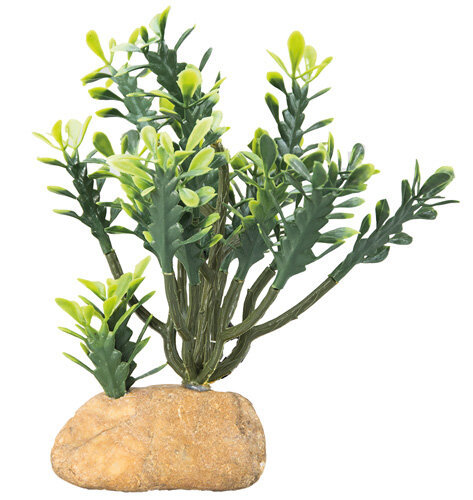 Hobby Euphorbia M (15x7x17cm)