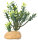 Hobby Euphorbia M (15x7x17cm)
