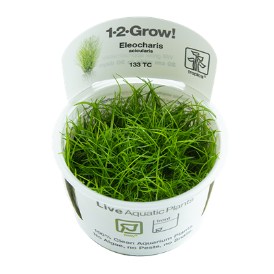 Eleocharis acicularis (1-2-Grow!)