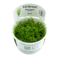 Eleocharis acicularis (1-2-Grow!)