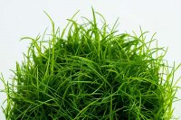 Eleocharis acicularis (1-2-Grow!)
