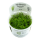 Eleocharis acicularis (1-2-Grow!)