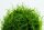 Eleocharis acicularis (1-2-Grow!)