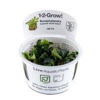 Bucephalandra pygmaea ´Bukit Kelam` (1-2-Grow!)