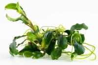 Bucephalandra pygmaea ´Bukit Kelam` (1-2-Grow!)