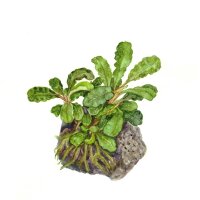 Bucephalandra pygmaea ´Bukit Kelam` (1-2-Grow!)