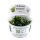 Bucephalandra pygmaea ´Bukit Kelam` (1-2-Grow!)