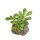 Bucephalandra pygmaea ´Bukit Kelam` (1-2-Grow!)