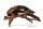 Flusswurzel (Driftwood) natur 40-60cm pro 1kg