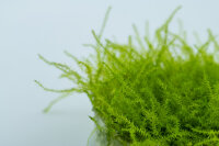 Leptodictyum riparium (1-2-Grow!)