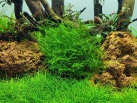 Leptodictyum riparium (1-2-Grow!)