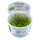 Leptodictyum riparium (1-2-Grow!)