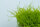 Leptodictyum riparium (1-2-Grow!)