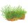 Leptodictyum riparium (1-2-Grow!)