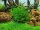 Leptodictyum riparium (1-2-Grow!)