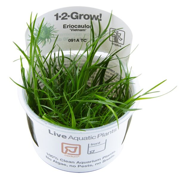Eriocaulon "Vietnam" (1-2-Grow!)