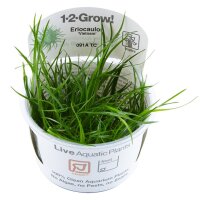 Eriocaulon "Vietnam" (1-2-Grow!)