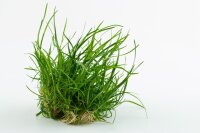Eriocaulon "Vietnam" (1-2-Grow!)