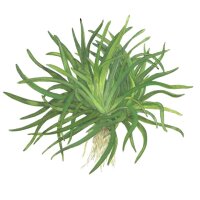 Eriocaulon "Vietnam" (1-2-Grow!)