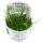 Eriocaulon "Vietnam" (1-2-Grow!)
