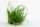Eriocaulon "Vietnam" (1-2-Grow!)