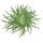 Eriocaulon "Vietnam" (1-2-Grow!)