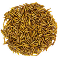 JR Garden Soldatenfliegen- Larven (Hermetia) 400g