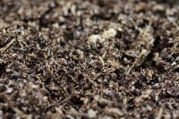 The Pet Factory Spider Ground 2,5kg