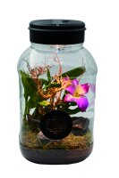 Lucky Reptile Mantis Tarrium 5L (ca.15x15x25cm)