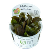 Echinodorus Reni (1-2-Grow!)