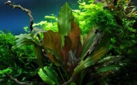 Echinodorus Reni (1-2-Grow!)