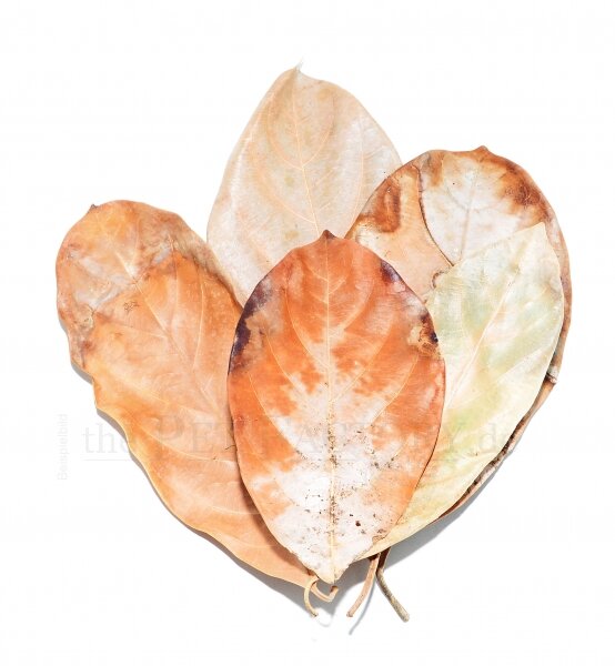 the Pet Factory - Jackfruit Leaves