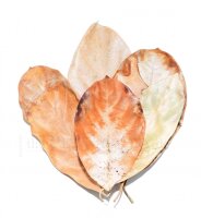 the Pet Factory - Jackfruit Leaves