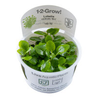 Lobelia cardinalis ´mini´ (1-2-Grow!)