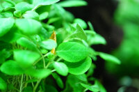 Lobelia cardinalis ´mini´ (1-2-Grow!)