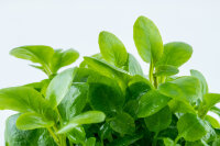 Lobelia cardinalis ´mini´ (1-2-Grow!)