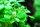 Lobelia cardinalis ´mini´ (1-2-Grow!)