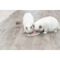 Trixie Lick`n`Snack Matte, Silikon, 28 cm, diverse Farben