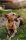 Josera InsectDog Denties 180g