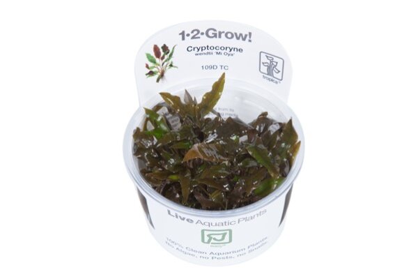 Cryptocoryne wendtii Mi Oya (1-2-Grow!)