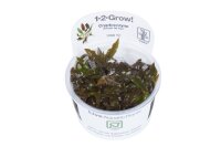 Cryptocoryne wendtii Mi Oya (1-2-Grow!)