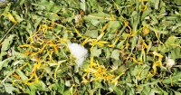 JR FARM Löwenzahn 500g Beutel