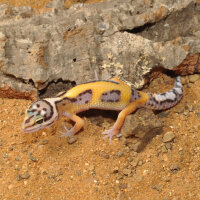 HabiStat Leopardgecko Substrat 5kg